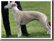 BelgianTOPDOG2013