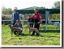 BestDogsEurosighthound08s