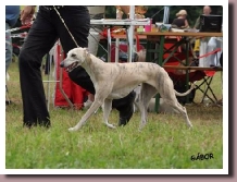 BlueSpringsBirdieEurosighthound2010