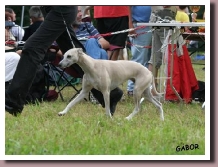 BlueSpringsCoppeliaEurosighthound2010