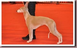 BlueSpringsElectraDouai2014a