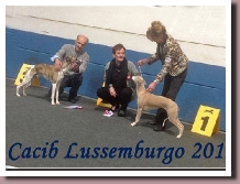 BlueSpringsElektraLUX2014a