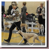 BlueSpringsELEKTRACrufts2014b