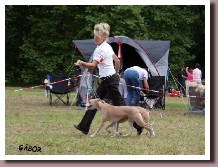 BlueSpringsELEKTRAndCoffeeAndCreamEurosighthound2010a