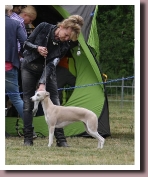 BlueSpringsIrishMistDarmstadt2015b