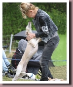 BlueSpringsIrishMistDarmstadt2015c