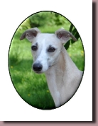 BlueSpringsIrishMistCrufts2015a