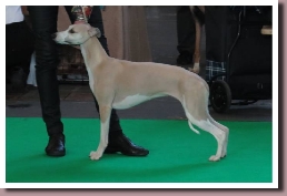 BlueSpringsIrishMistCrufts2015b