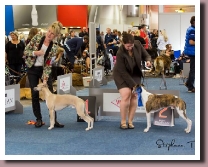BlueSpringsIrishIndegoDortmund2014