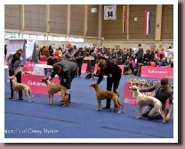 BlueSpringsIrishCoffeeTulln2014
