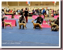 BlueSpringsIrishMistTulln2014