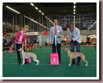 BlueSpringsIrishMistRoterdam2014