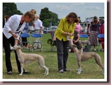 BlueSpringsIrishMistWindsor2014c