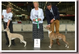BlueSpringsIRISHMistRotterdam2015