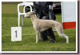 BlueSpringsIrishMistBeringen2015a