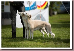 BlueSpringsIrishMistCoffeeBeringen2015
