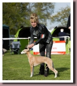 BlueSpringsJivenchyBeringen2015a