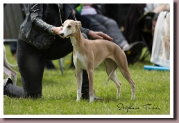 BlueSpringsJivenchyBeringen2015b