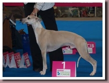 BTWdogs2012Geoffrey