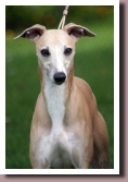 CoffeeAndCreameurosighthound2010