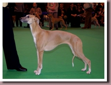 Crufts2009Hayley
