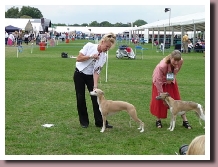 ElektraBestyearlingWindsor2011a