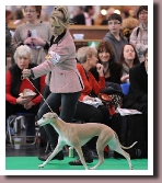 ElektramovingCrufts2011
