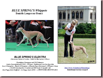 ElektrapageDogsWorld