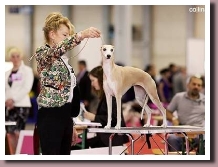 ElektraWorldDogShow2013