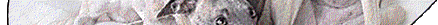 homeBG