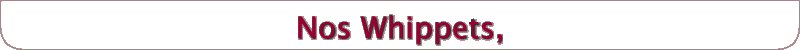 Nos Whippets,