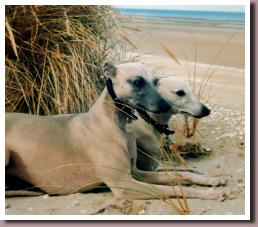 Sable400