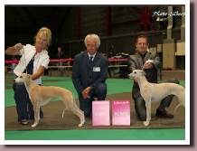 SighthoundSpecialty2011Thewinnerbitches